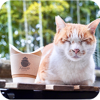 猫とコーヒー画像