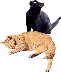 黒猫と茶猫の画像