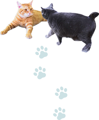 茶猫と黒猫の画像