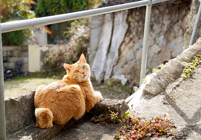猫の細道画像